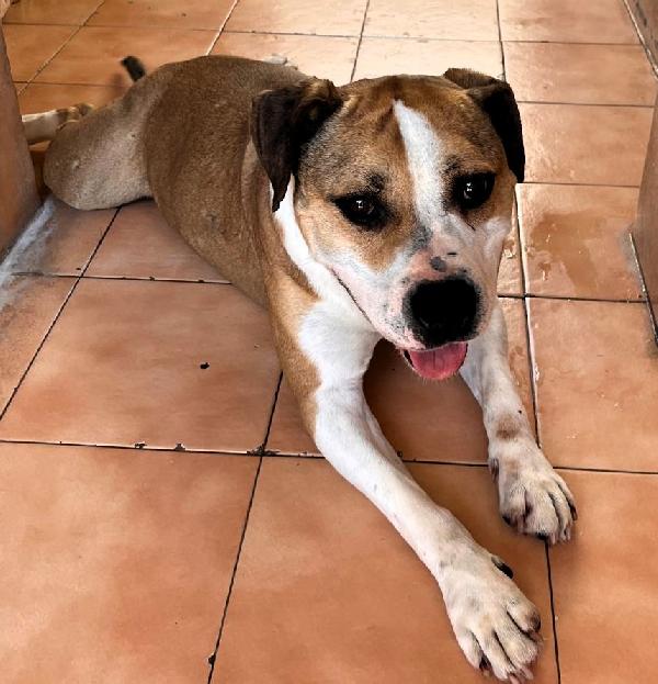 Gold Amstaff